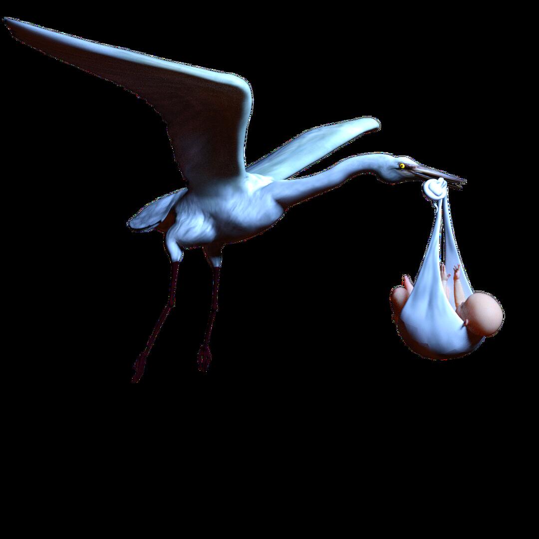 stork-4454450_1920