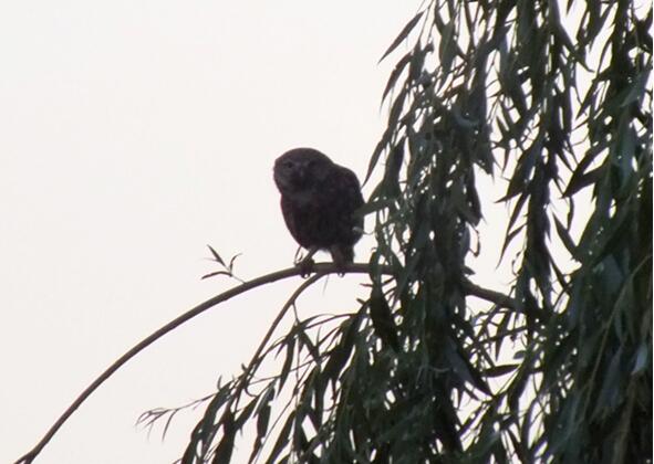 Balade faune Marie-Laure CRISTOL