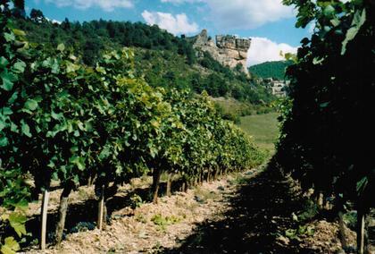 Domaine du vieux noyer
