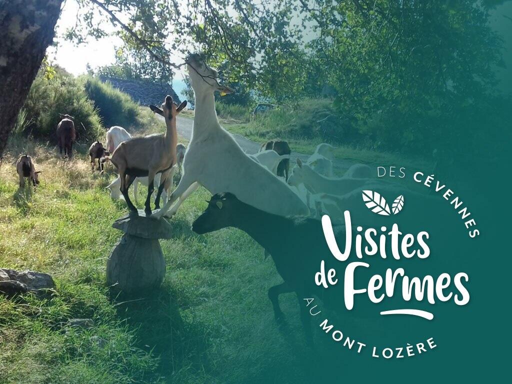 Ferme de Folie