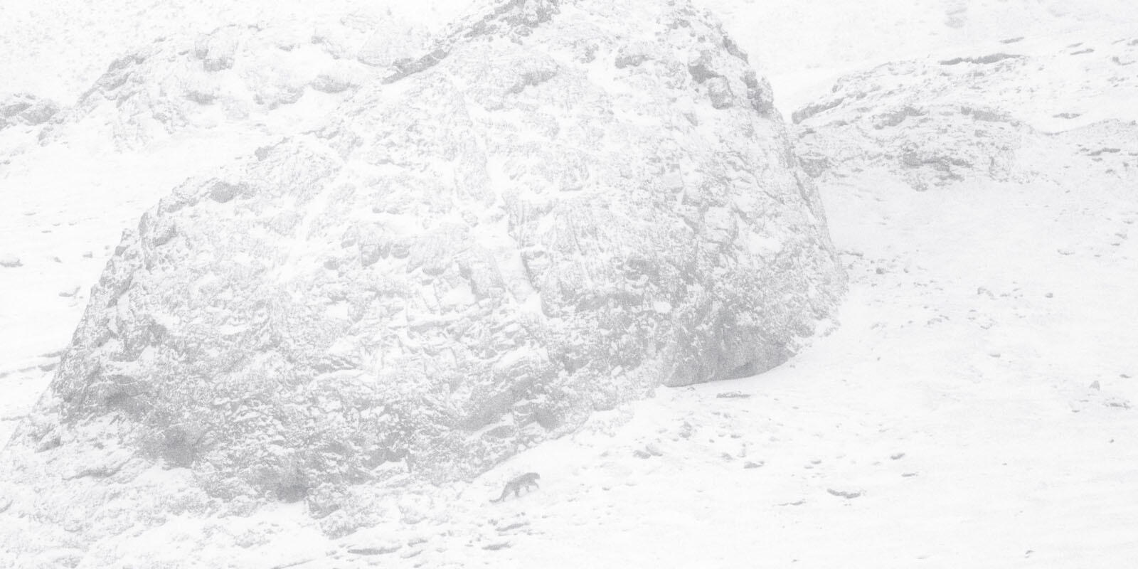 La Panthère des Neiges