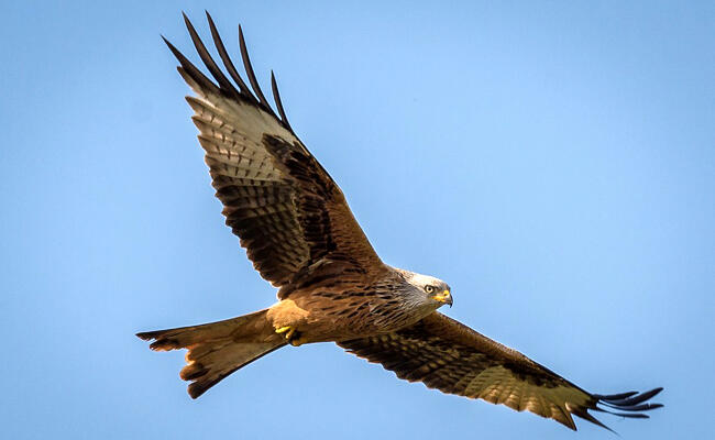 Rapaces