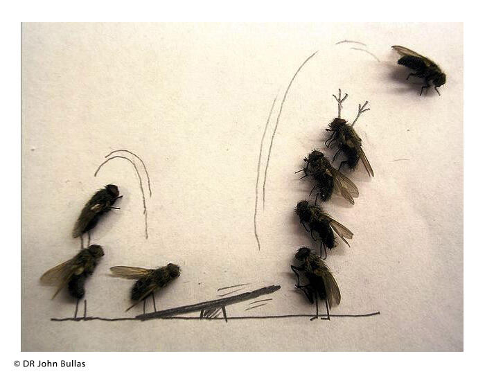 Résidence Musca Libera