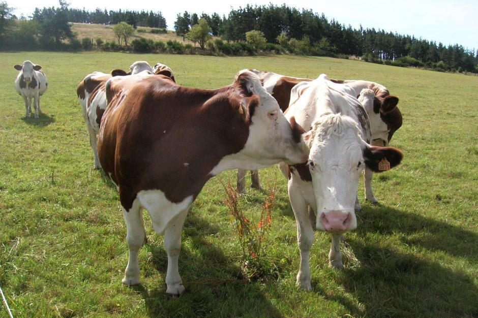 Visite-ferme-GAEC-Salanson