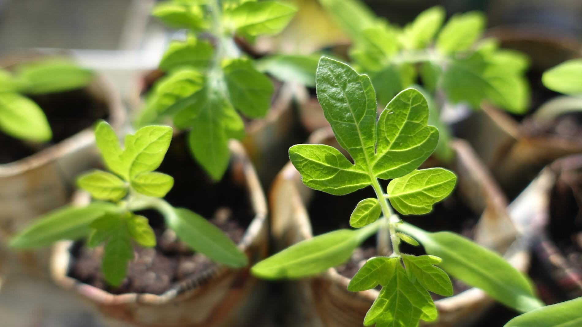 troc plantes