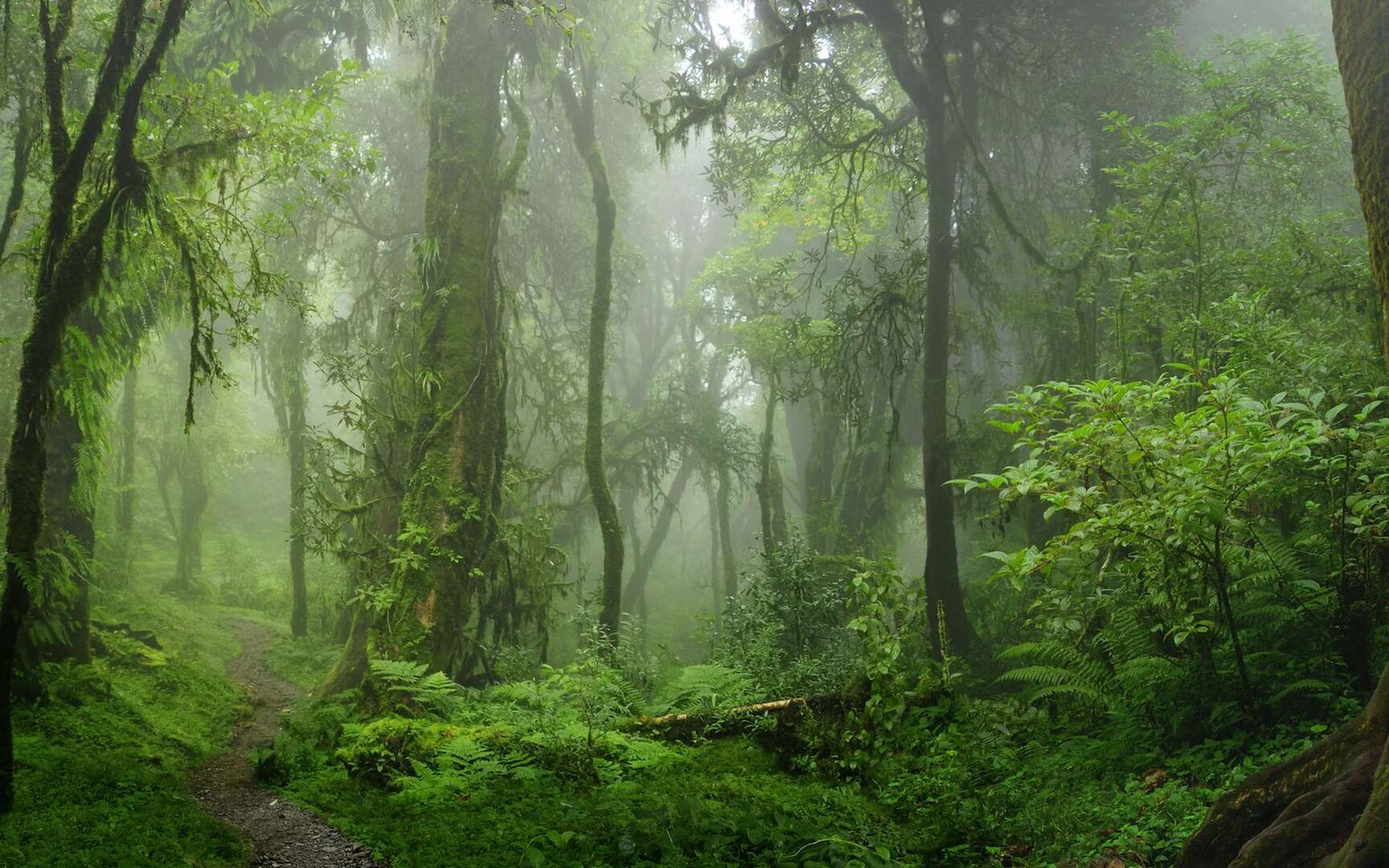 Forêt tropicale