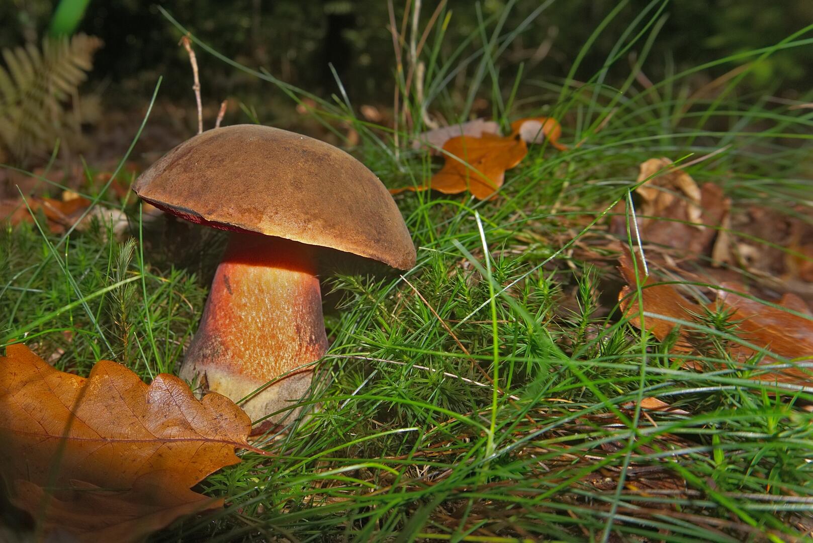 Mycologie