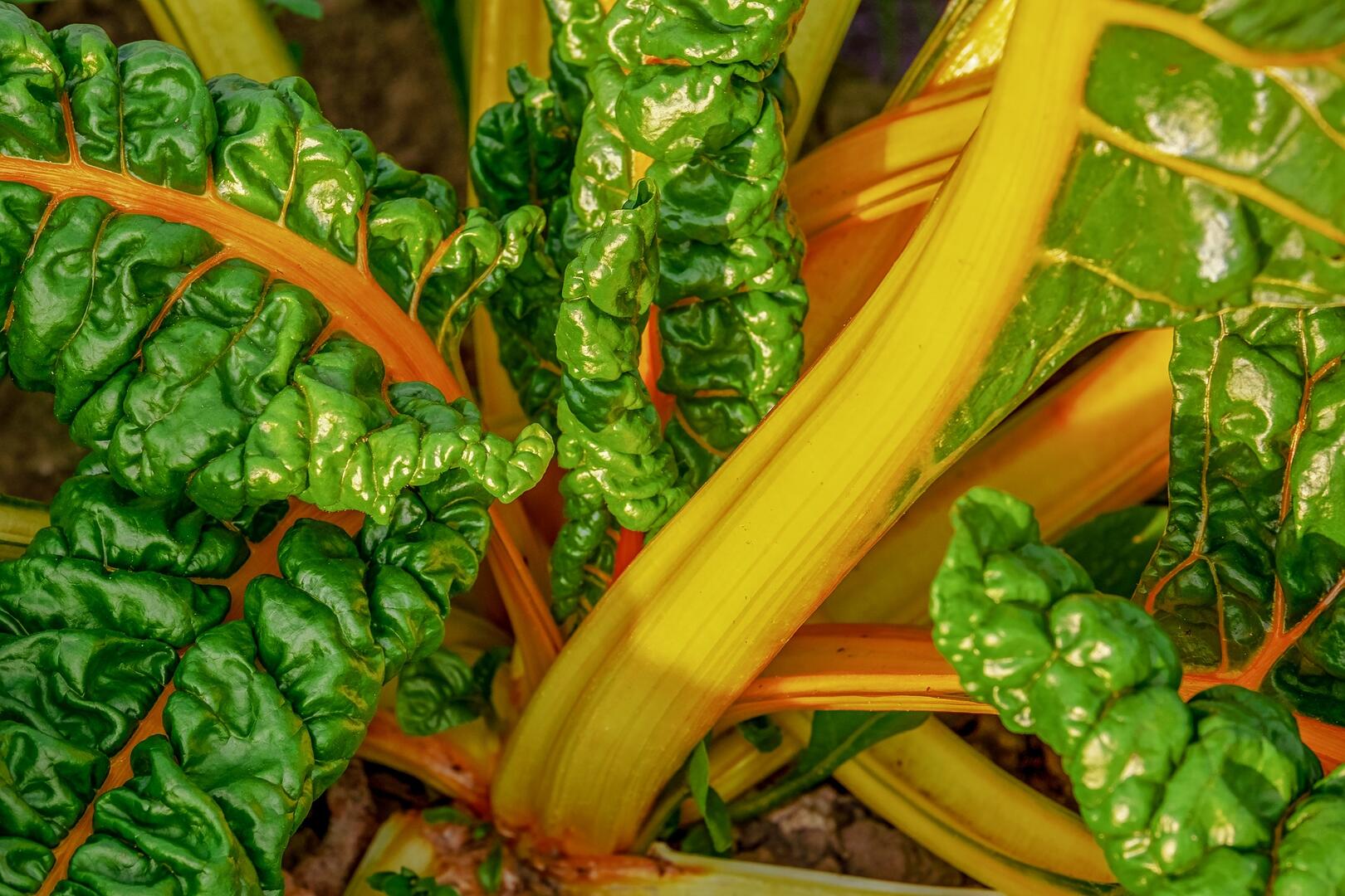 Potager