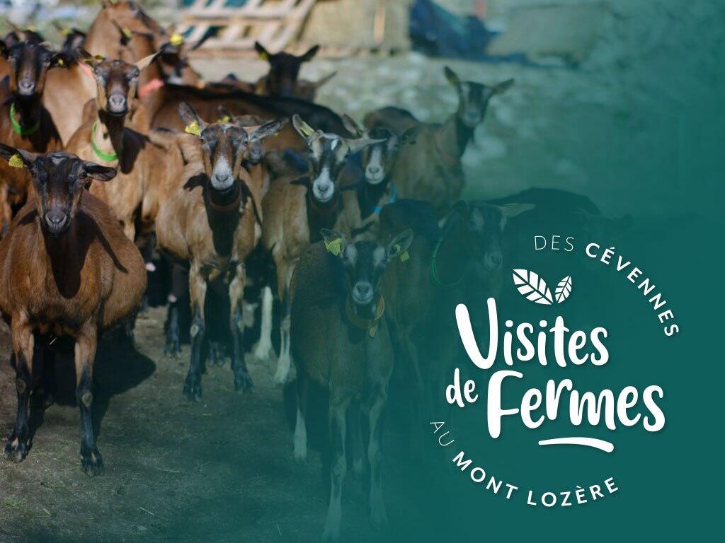 Ferme de Cocagne
