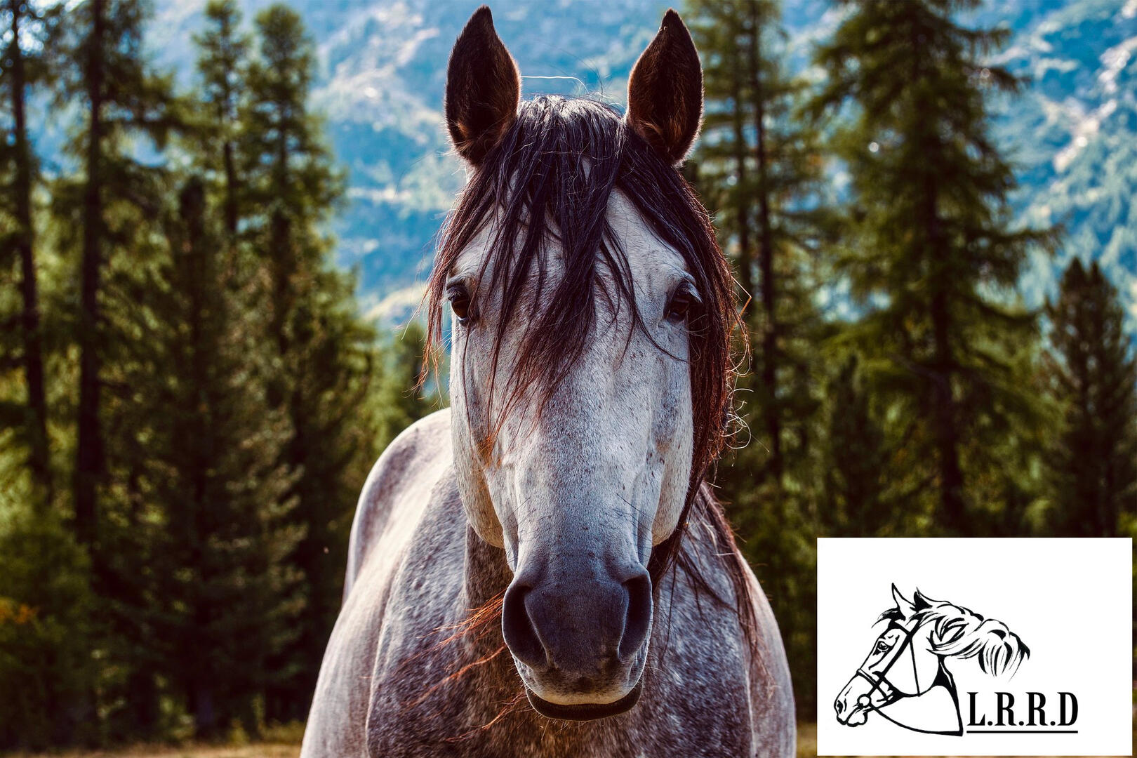 evenement-equestre