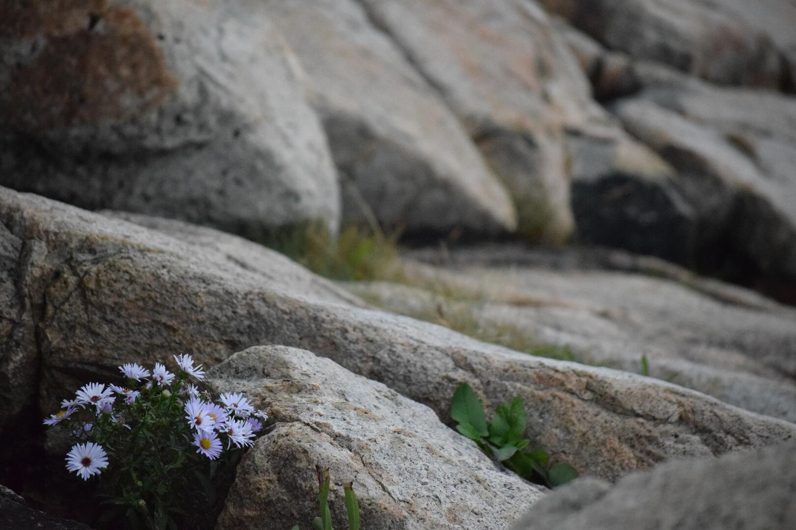 javinn-rocks-7476616