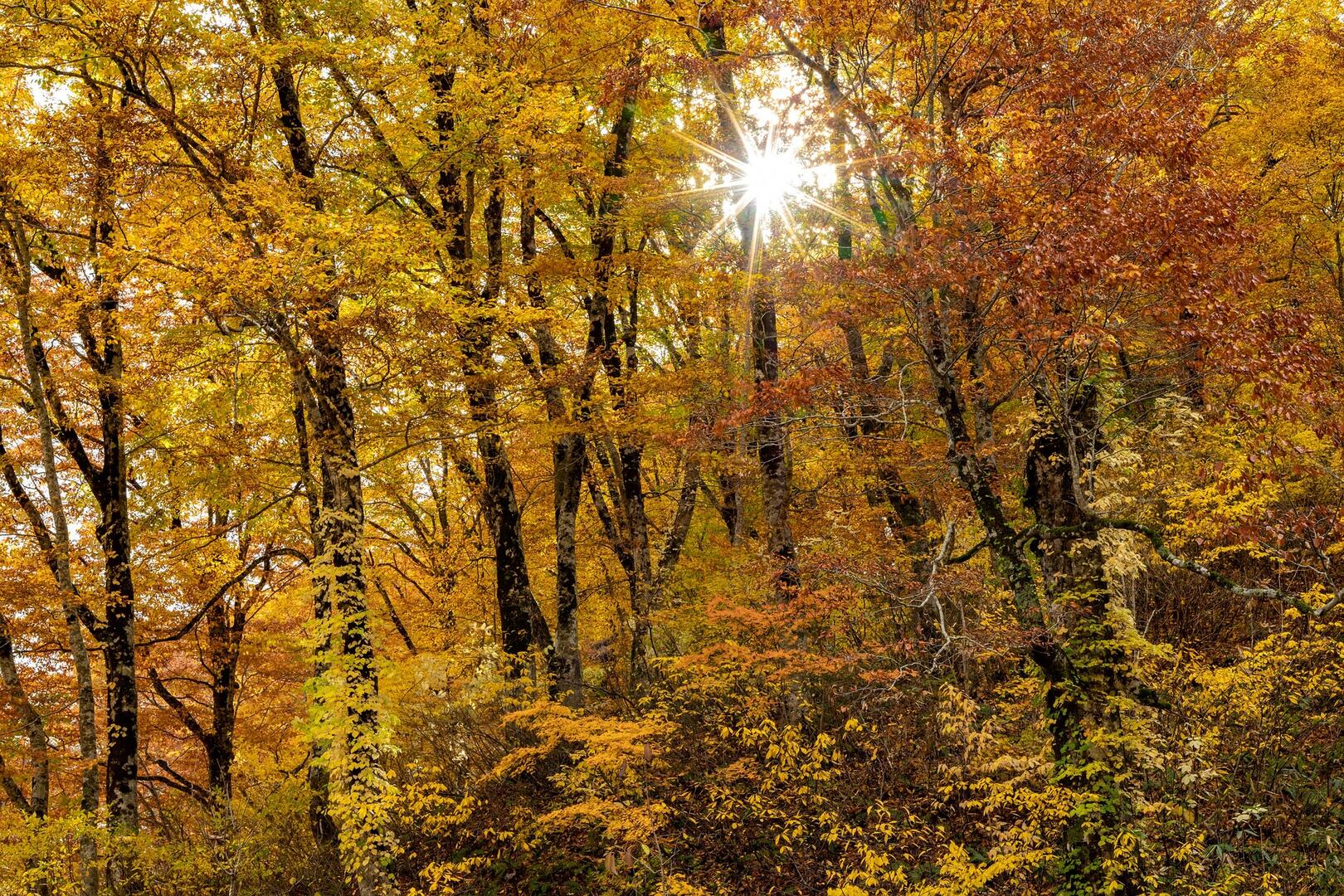 forêt-primaire