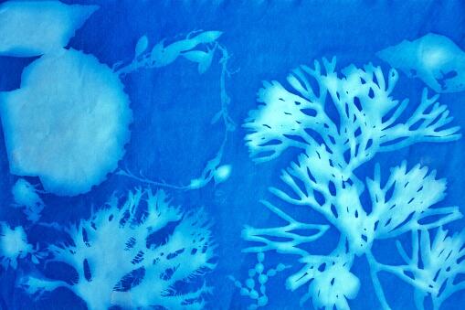 photo_cyanotype