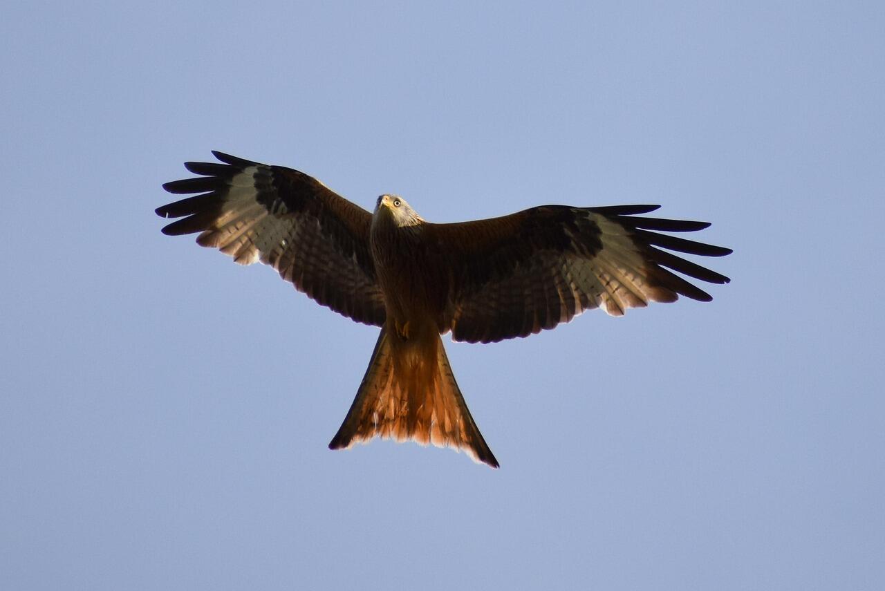 rapace