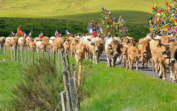 transhumance-5