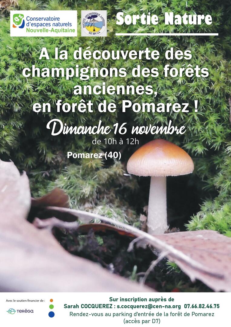 A la découverte des champignons - Pomarez
