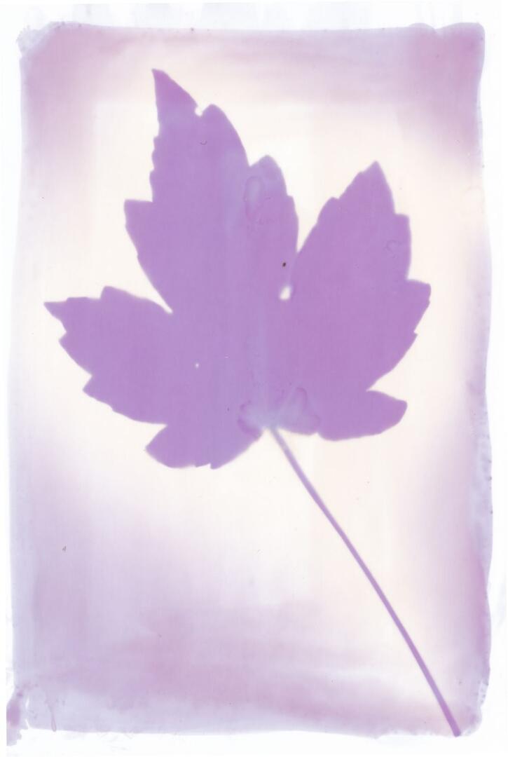 Anthotype