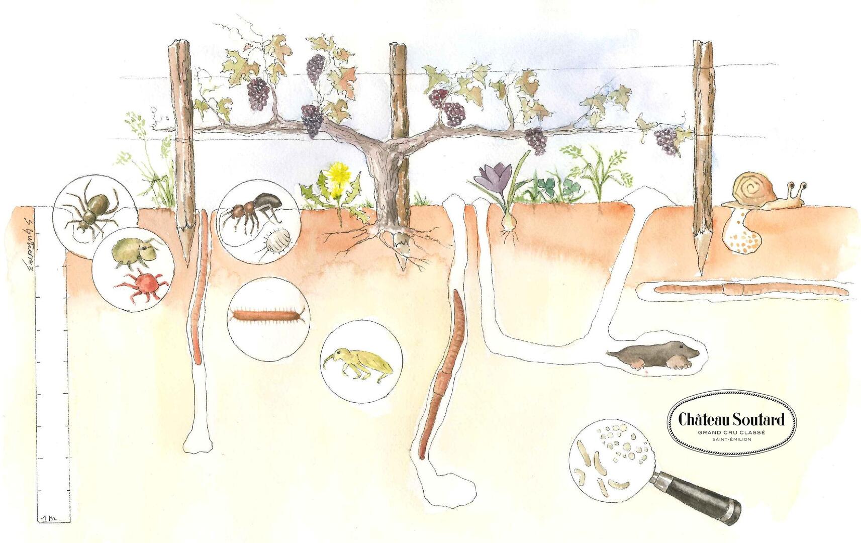 Aquarelle-Insertion-Visuel