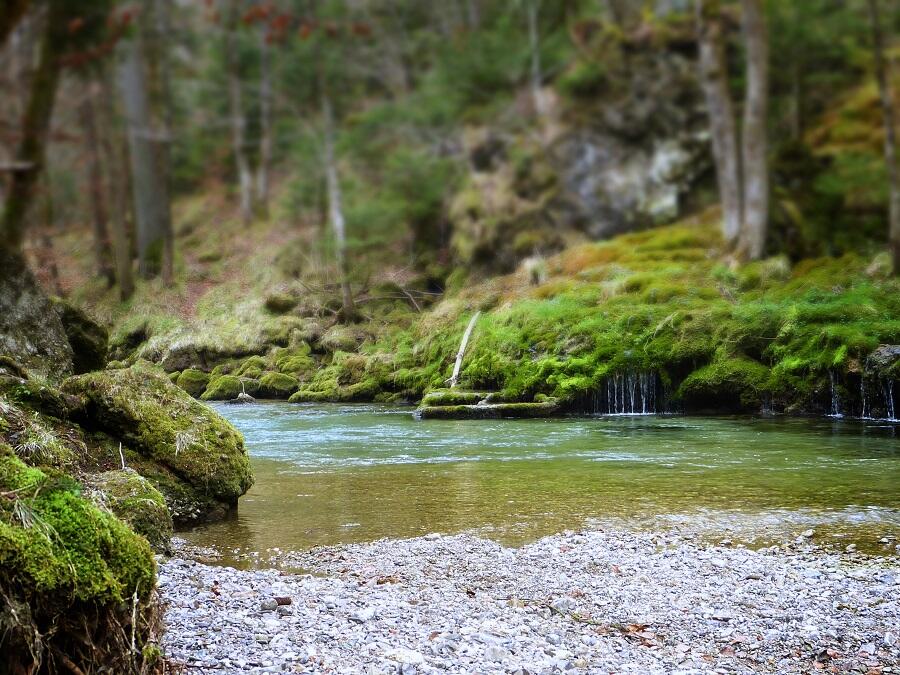 Bain de Forêt 4