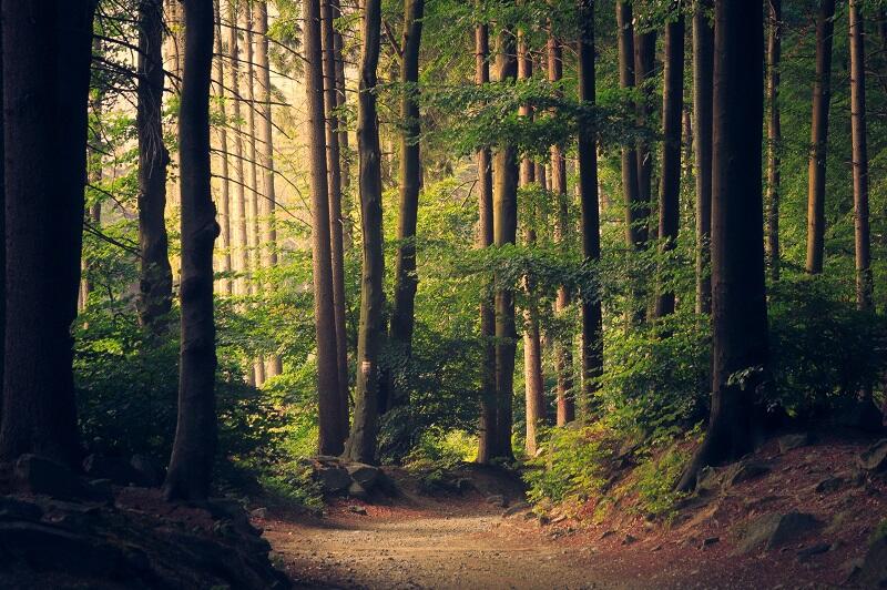 Bain de Forêt