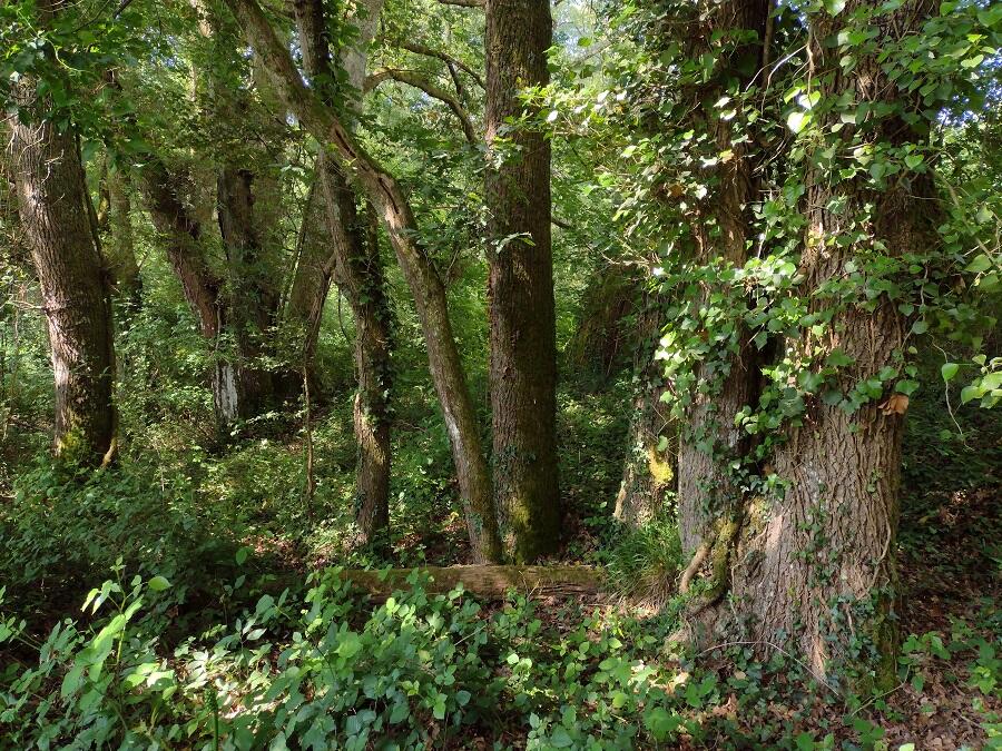 Bains de forêt 1