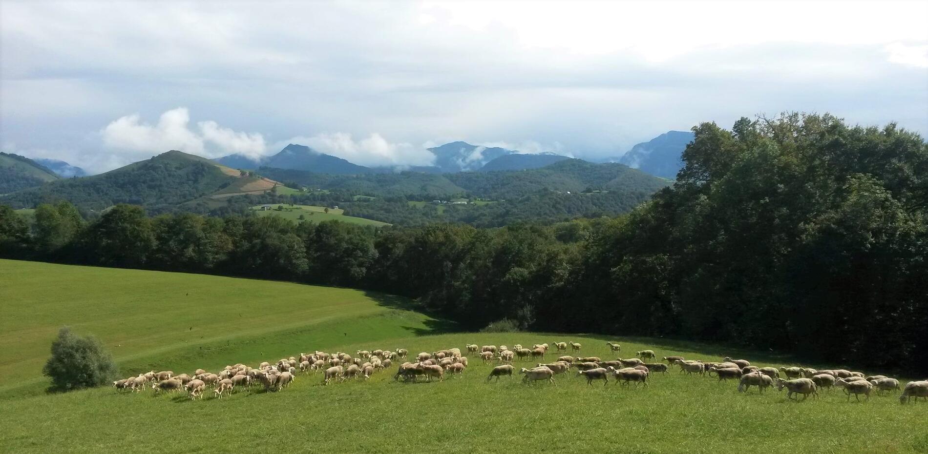 Casebonne vue