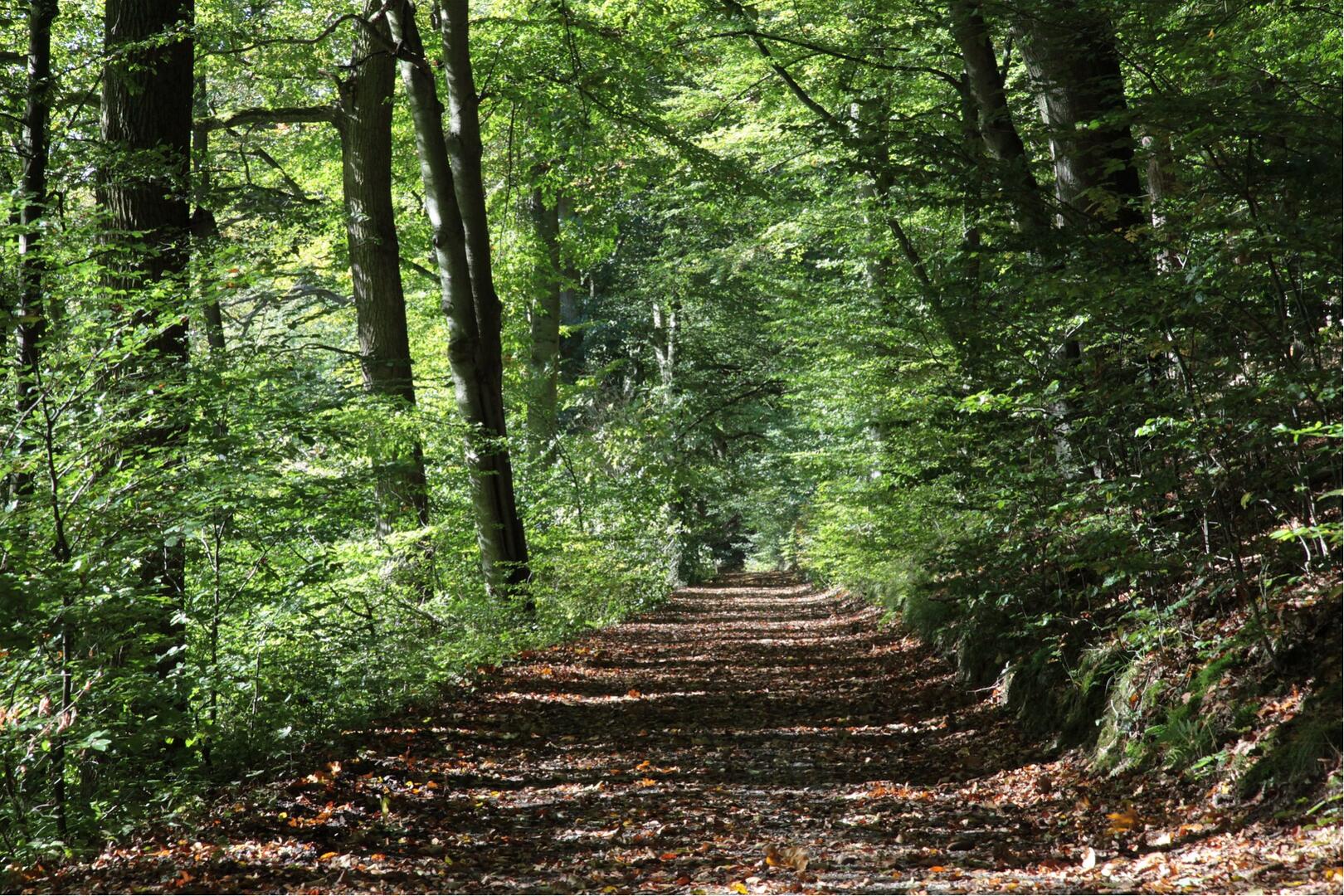 forêt chênes