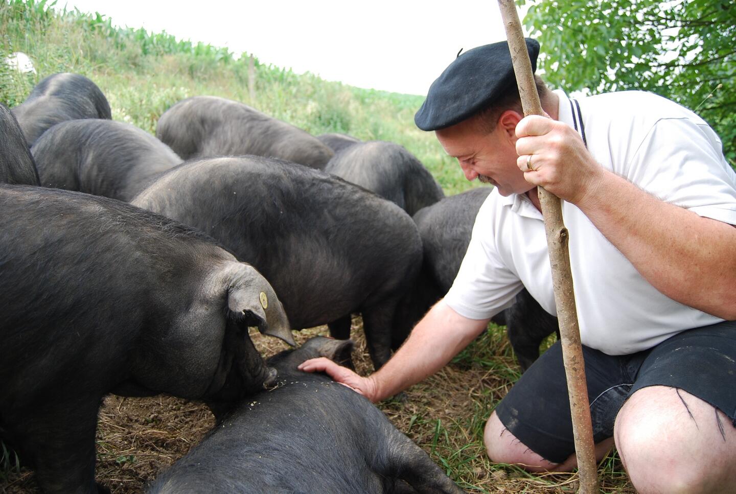 Comme à la ferme