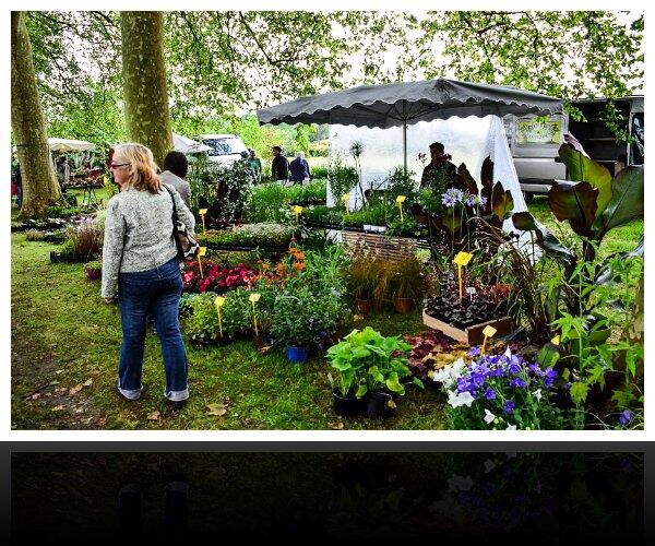 Atelier fleurs séchées