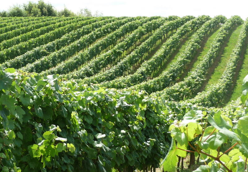 Katia_Lafiteau_Payros_Vignes à Payros