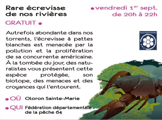 Rare écrevisse de nos rivières