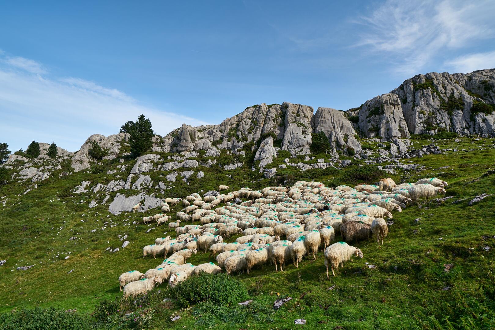 Troupeau en transhumance - LA PIERRE SAINT-MARTIN