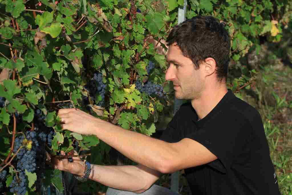 Vendanges-Geaune