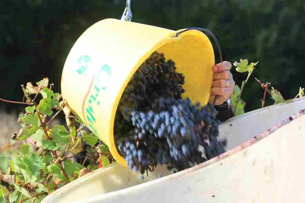 Vendanges-Geaune