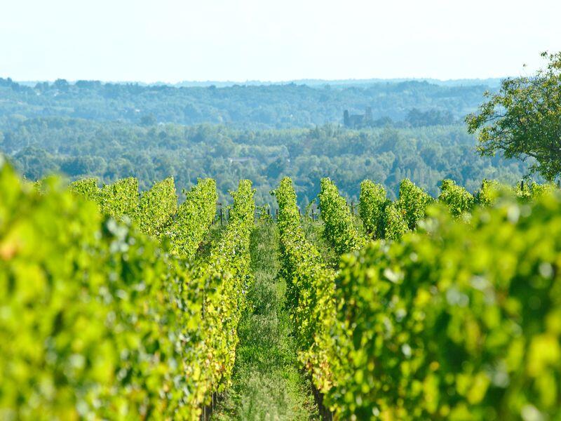 Vignobles Libournais