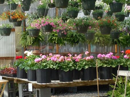 Plantes