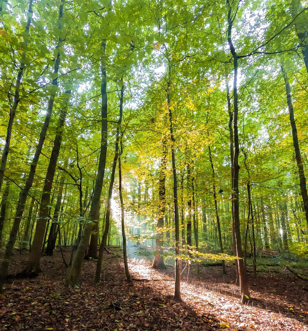 Forêt