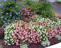 hagetmau fleurs