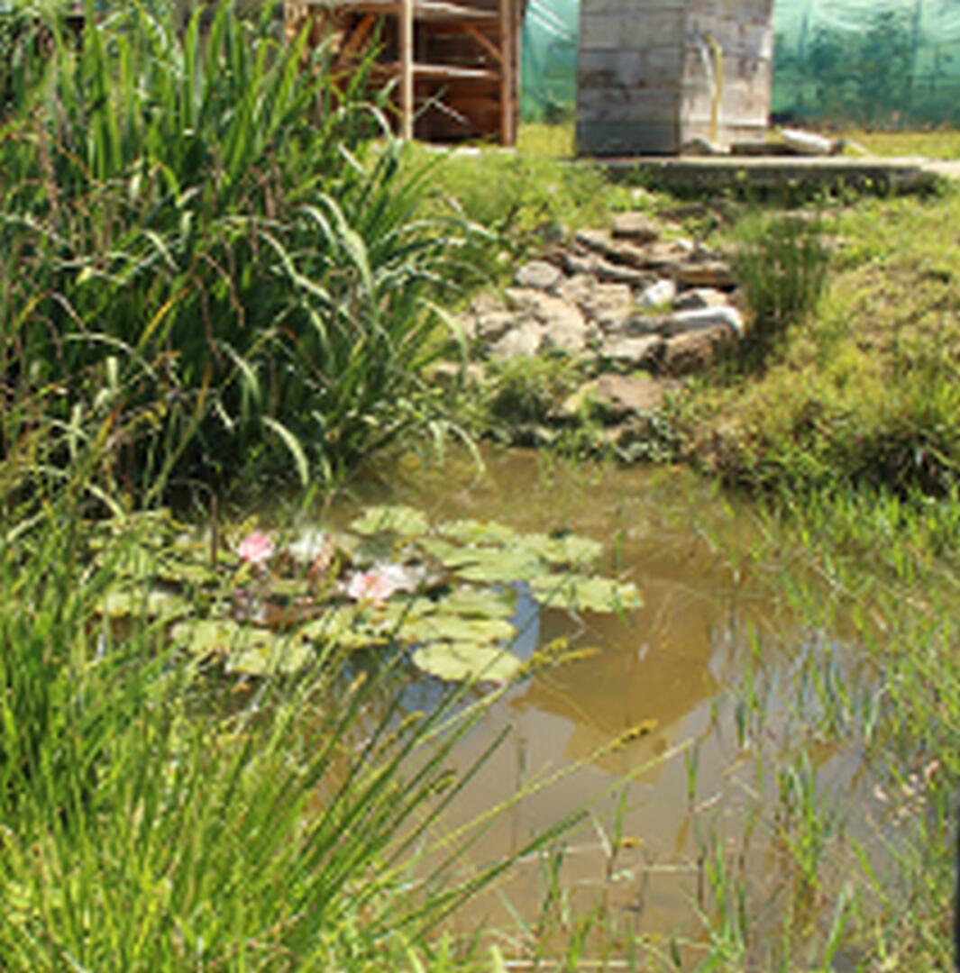 jardin