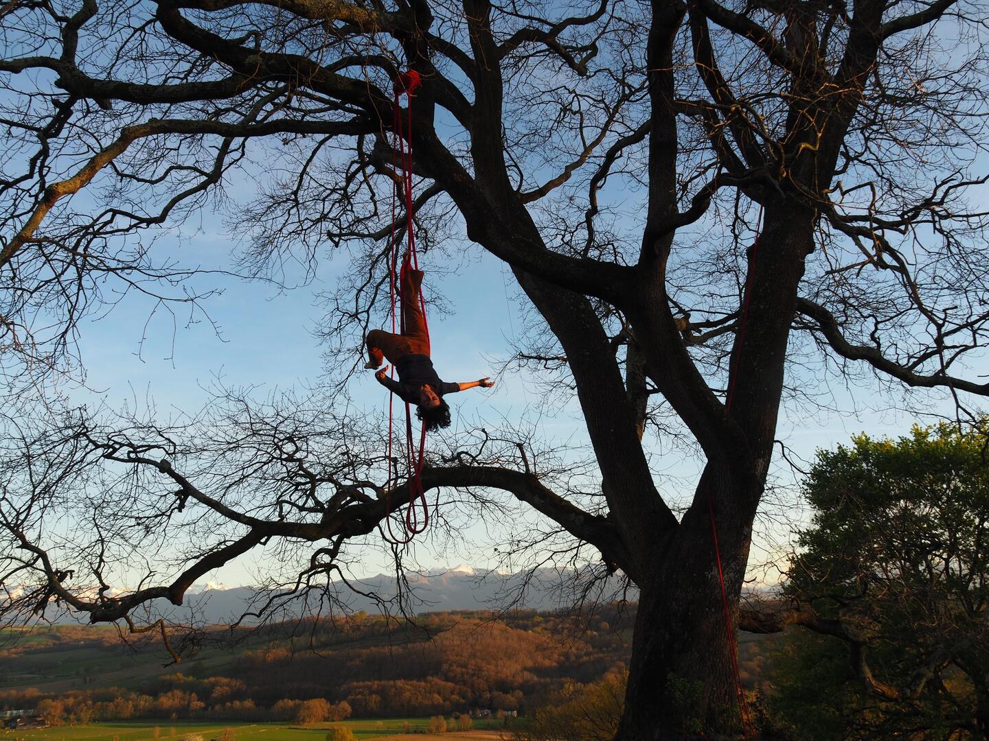 Conversation avec un arbre