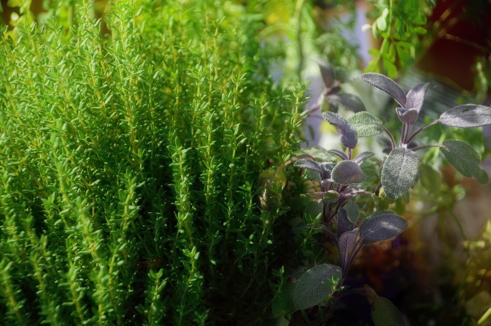 plant-gf32dedde8_1920 VIVIANE6276 Pixabay