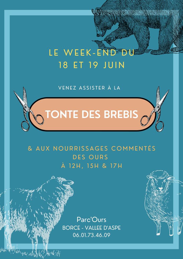 tonte brebis affiche