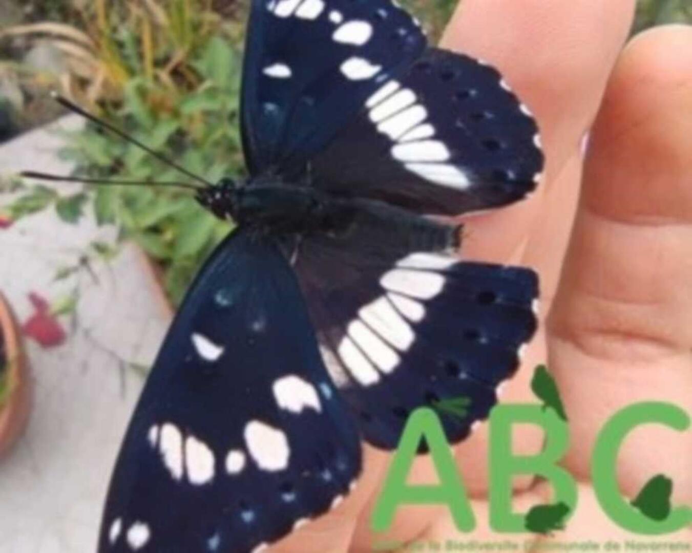 2024-05-ABC-animation-papillon-2