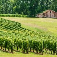 Nos vignes de Tursan