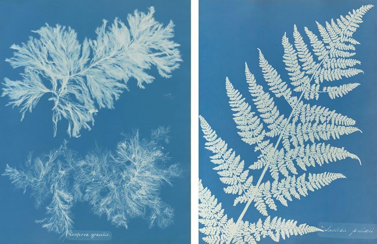 Cyanotype