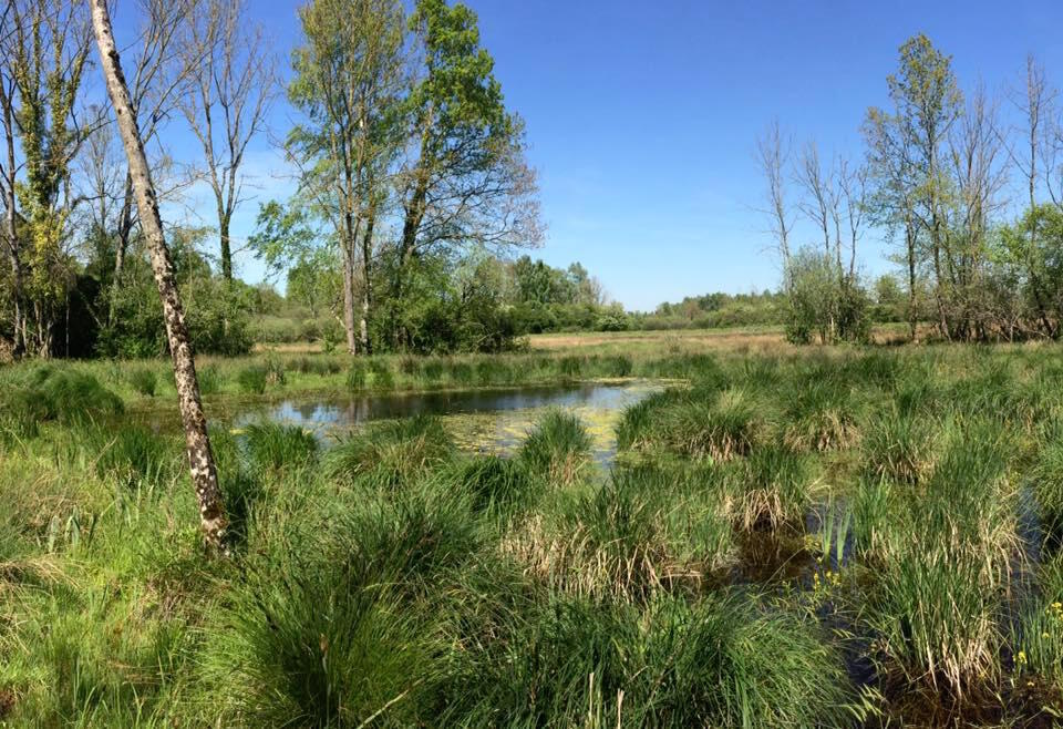 Marais de Reuves©Laure Rogeaux-CENCA