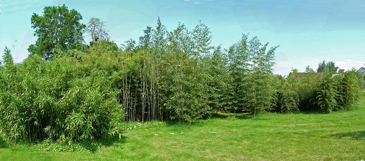 Bambousais-du-Mepas