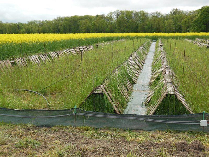 Champ'Escargots - Somme-Vesle