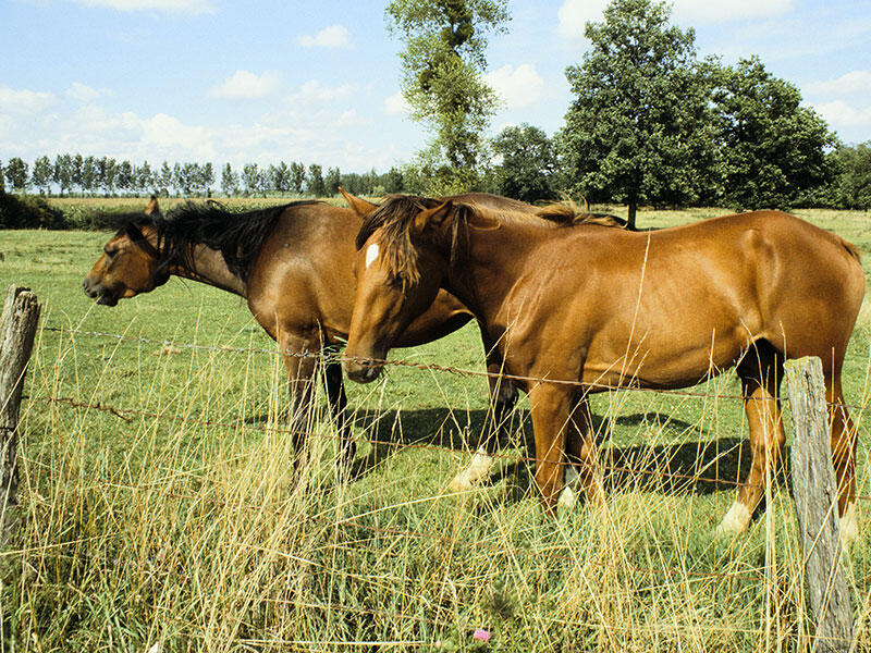 Cheval
