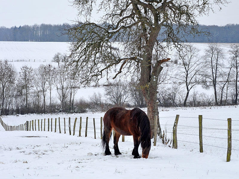 Cheval